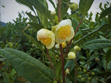 Pesticide-Free High Mountain Anji White Tea