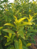 Anji Golden Leaf