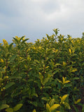 Anji Golden Sprout