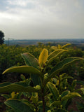 Anji Golden Sprout