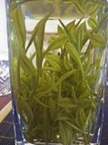 Pesticide-Free High Mountain Anji White Tea