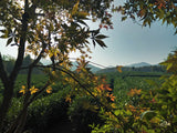 Jiu Qu Hong Mei (Nine Bends Red Plum)