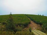 Pesticide-Free Cloud Mist