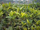 Pesticide-Free Cloud Mist