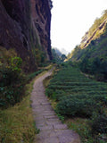 Old Bush Water Immortal Cliff Tea ~ Lao Cong Shui Xian Yan Cha