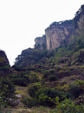 Old Bush Water Immortal Cliff Tea ~ Lao Cong Shui Xian Yan Cha