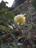 Old Bush Water Immortal Cliff Tea ~ Lao Cong Shui Xian Yan Cha