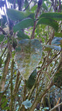 Old Bush Water Immortal Cliff Tea ~ Lao Cong Shui Xian Yan Cha
