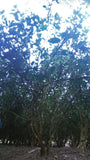Old Bush Water Immortal Cliff Tea ~ Lao Cong Shui Xian Yan Cha