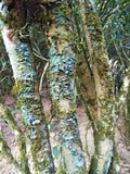 Old Bush Water Immortal Cliff Tea ~ Lao Cong Shui Xian Yan Cha