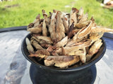 2008 Pesticide-Free Wild White Buds ~ Ye Bai Ya/Ya Bao