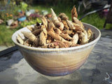 2008 Pesticide-Free Wild White Buds ~ Ye Bai Ya/Ya Bao