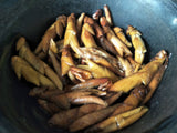 2008 Pesticide-Free Wild White Buds ~ Ye Bai Ya/Ya Bao