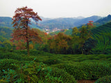 Jiu Qu Hong Mei (Nine Bends Red Plum)