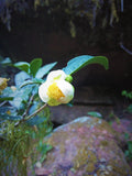 Jiu Qu Hong Mei (Nine Bends Red Plum)