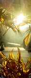 Anji Golden Leaf