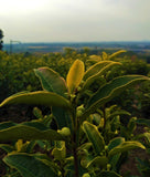 Anji Golden Leaf