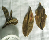 Kuding (One Leaf Tea)