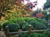 Jiu Qu Hong Mei (Nine Bends Red Plum)