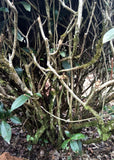 Pesticide-Free Little-Foot Wulong ~ Ai Jiao Wulong