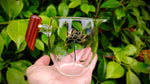 Pitchers - Glass - Wood-Handled Lotus Pitcher