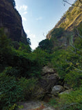 Old Bush Water Immortal Cliff Tea ~ Lao Cong Shui Xian Yan Cha